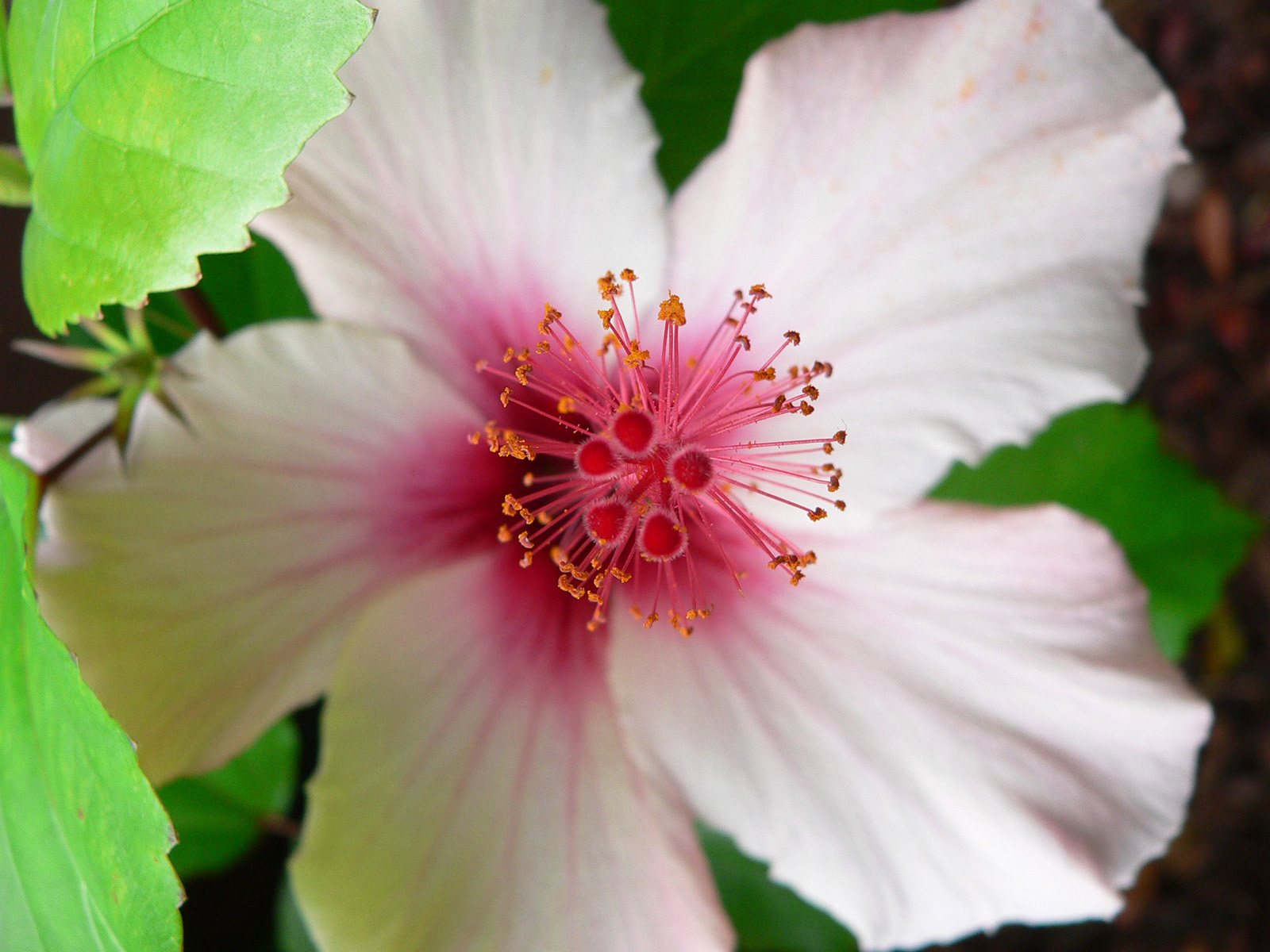 Photo de la fleur